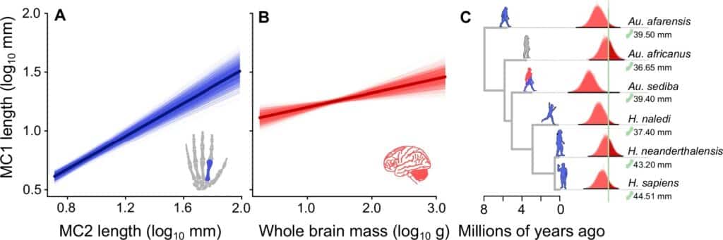 La relation entre la longueur du pouce, la longueur des doigts et la taille du cerveau chez les primates.
