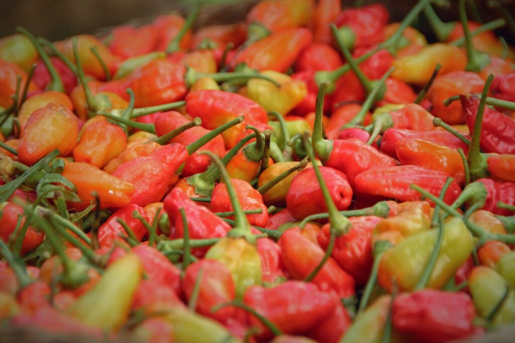 Piment et innovations : un indicateur avancé des dynamiques de marché